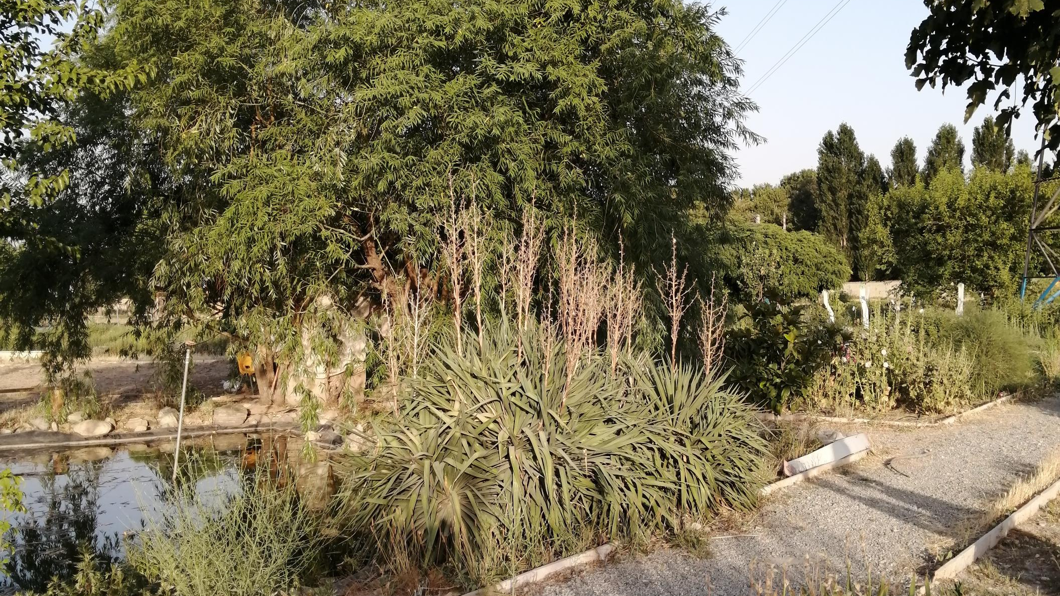 باغ فیروزه1