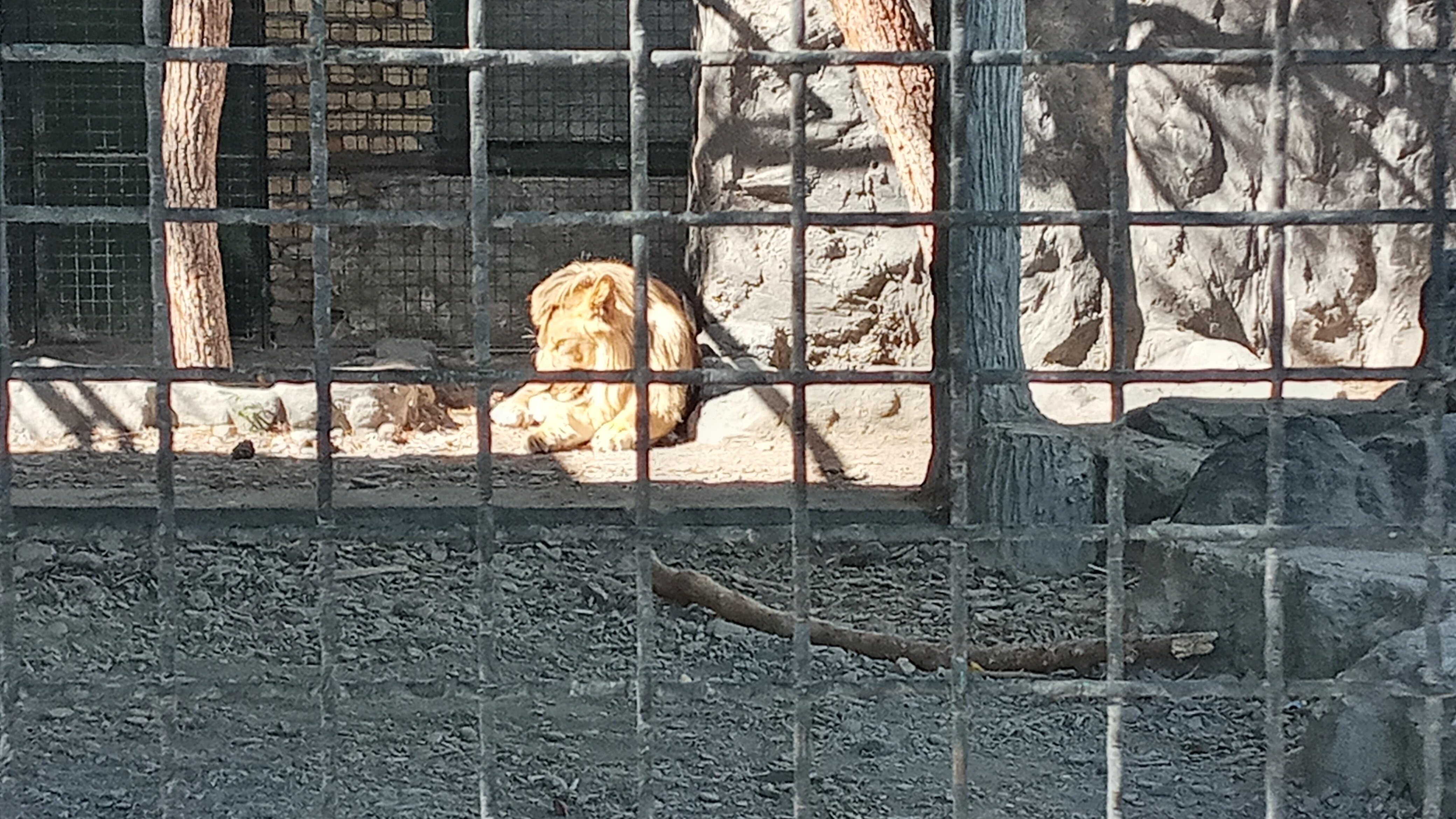 باغ وحش وکیل آباد