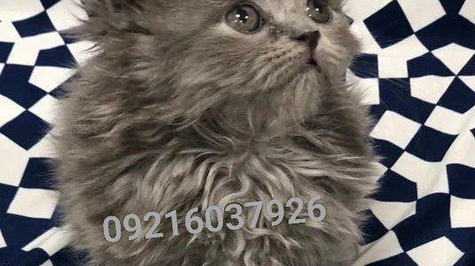 فروشگاه حیوانات خانگی پرشین