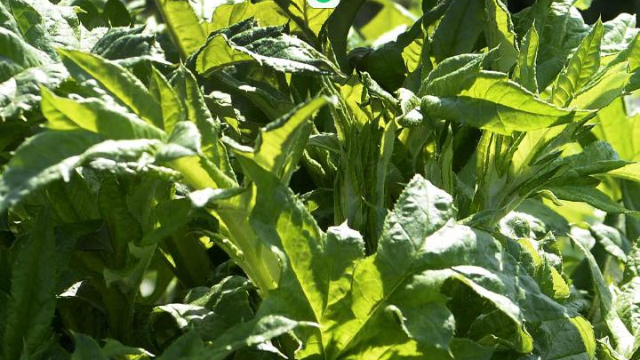 دهیاری انجم آباد