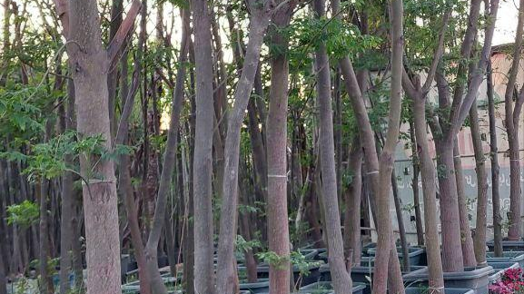 گل و گیاه ونهال فروشی آنلاین