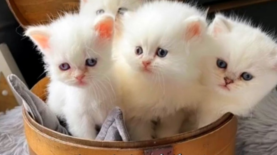 فروش گربه خانگی هایپرکت