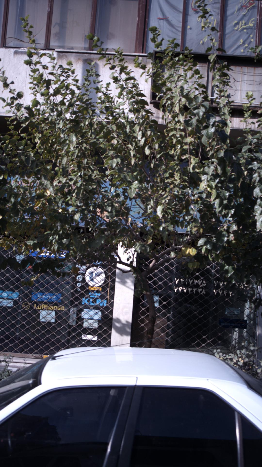 شرکت هواپیمایی