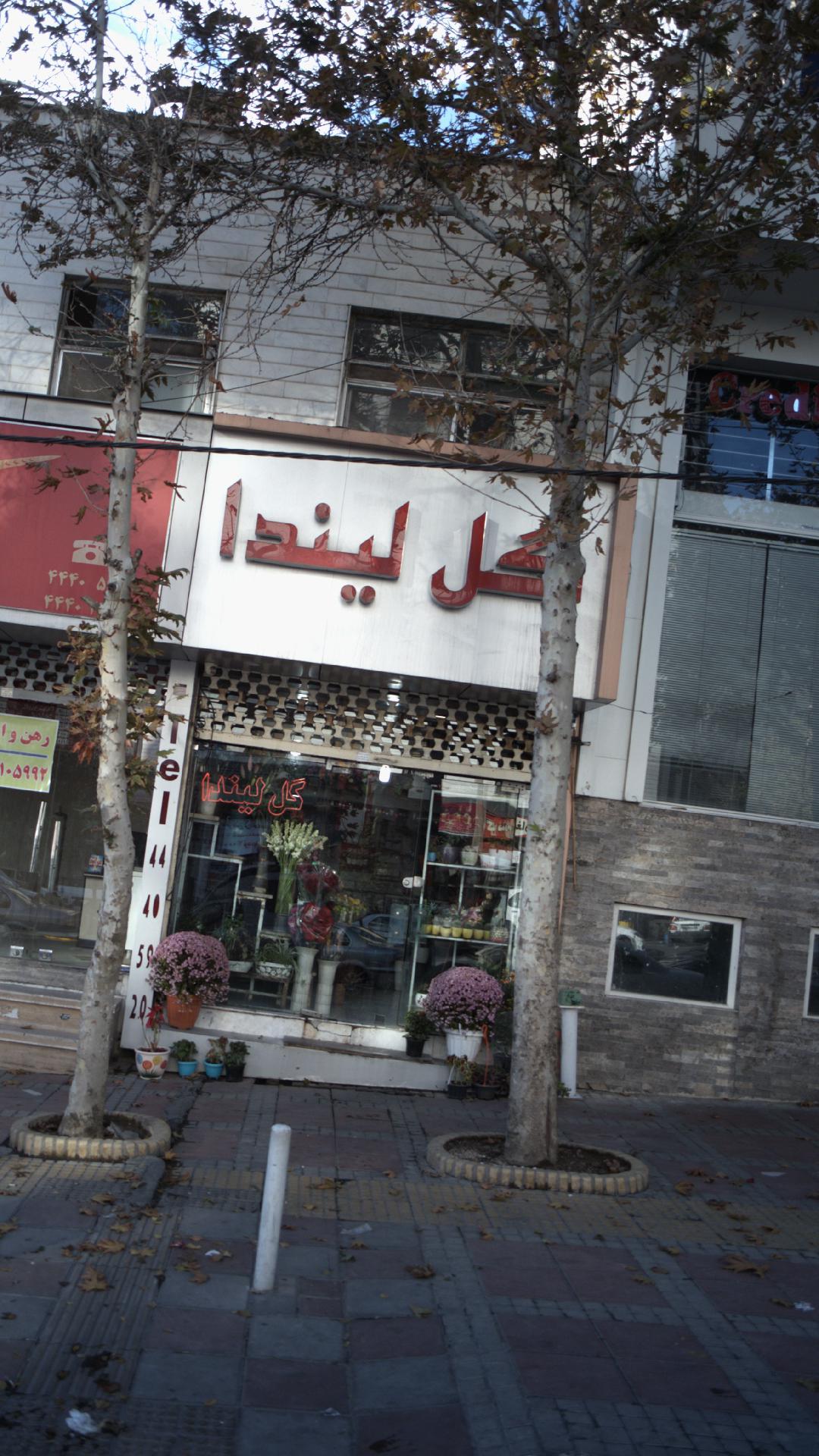 گل لیندا