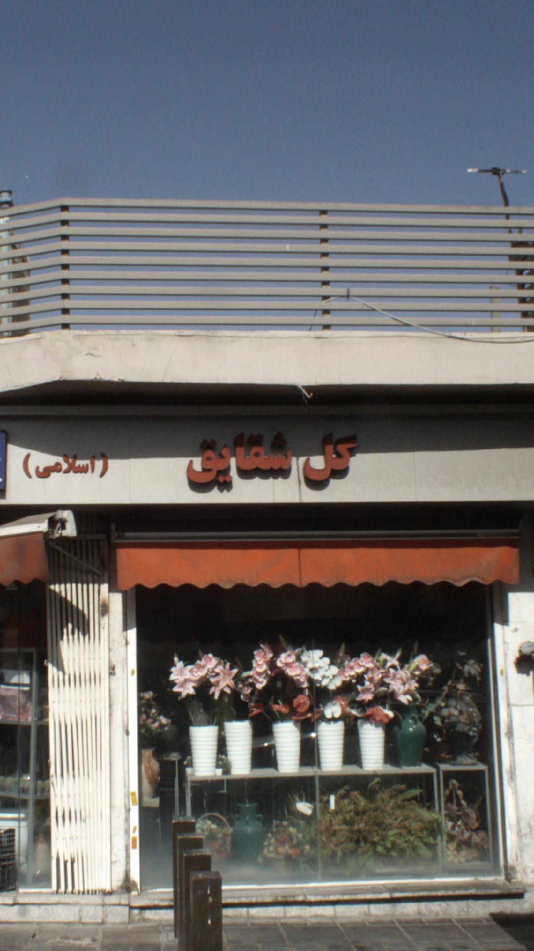 گل شقایق