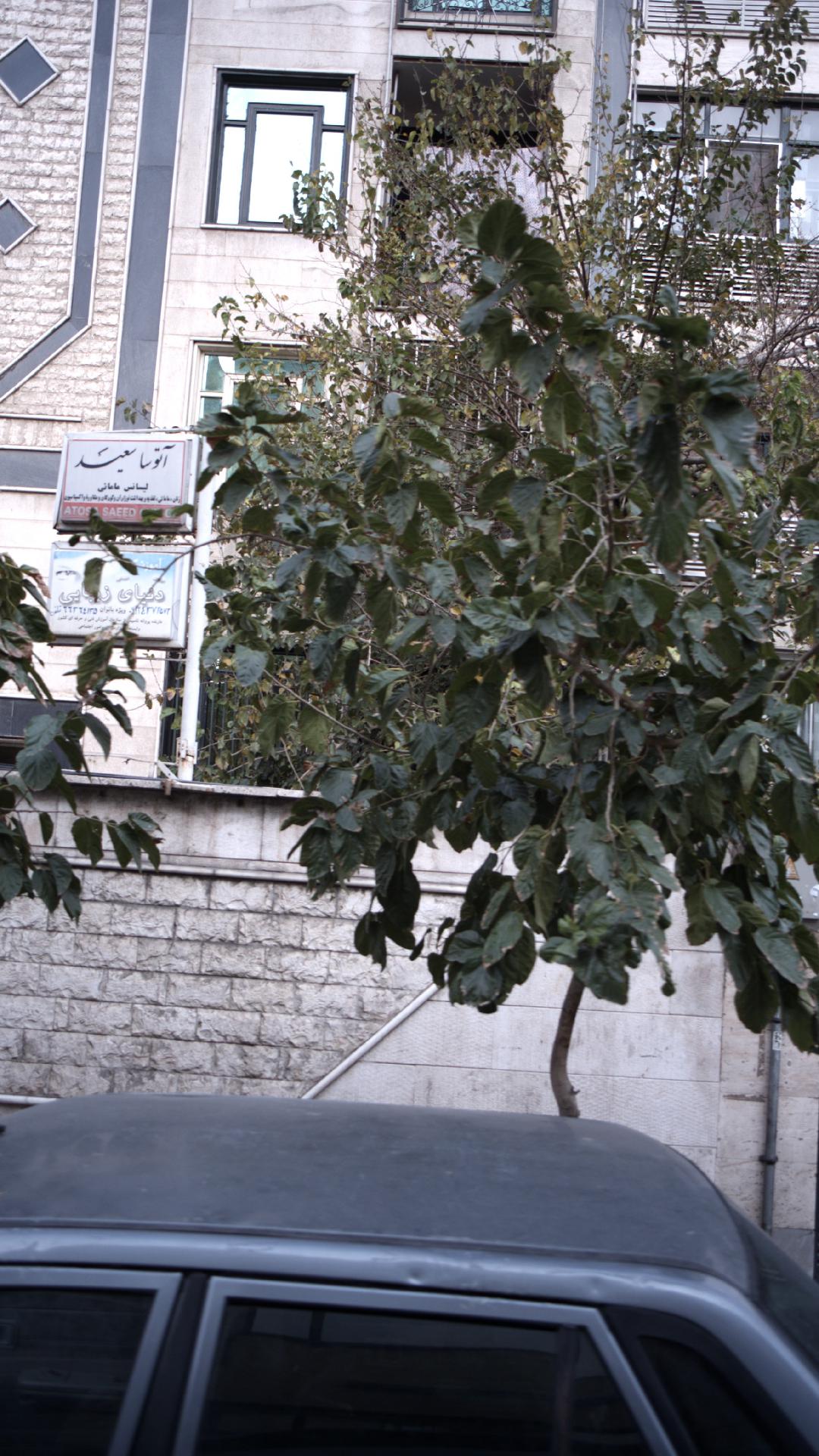 دکتر آتوسا سعید
