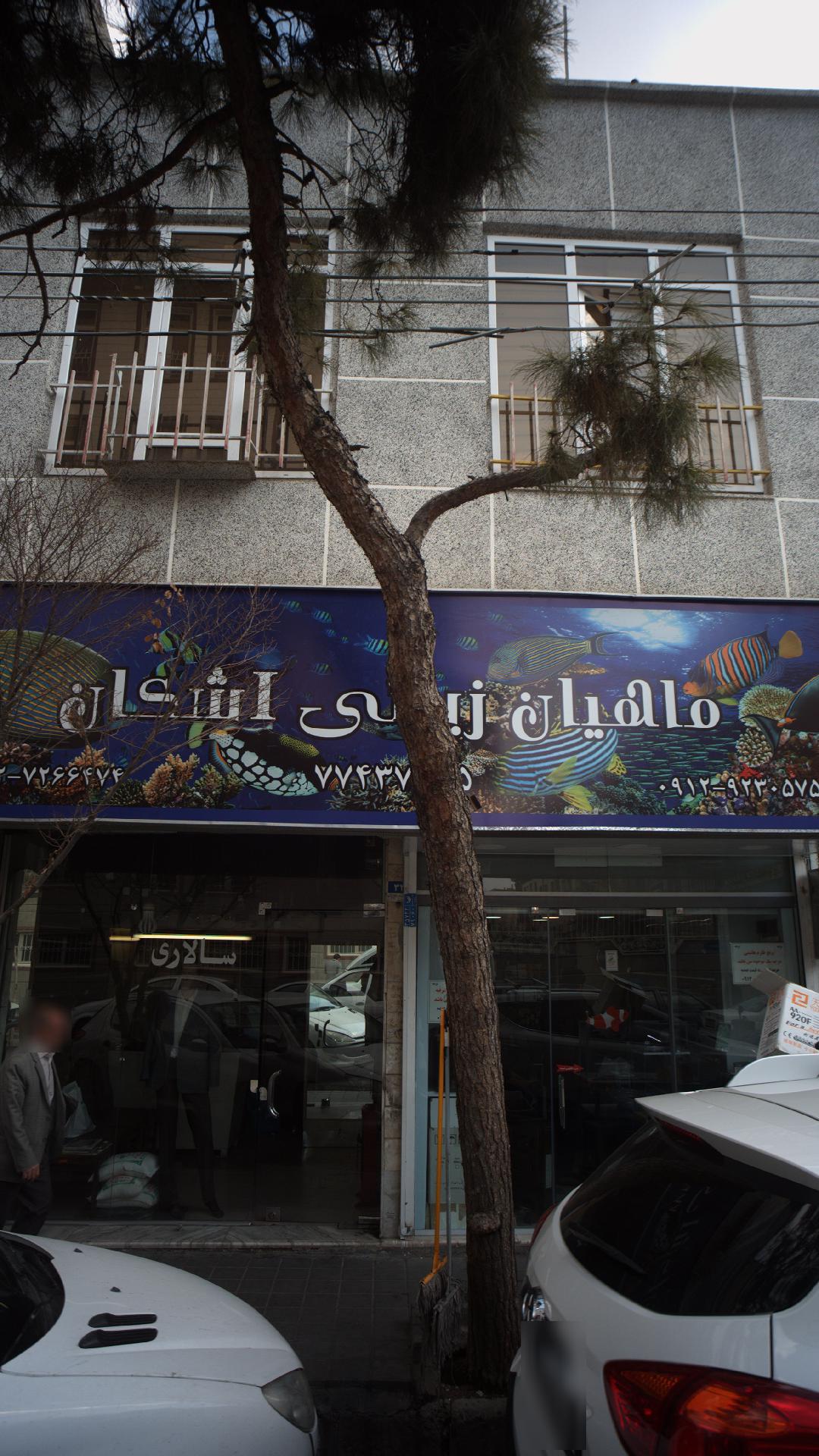 ماهیان زینتی اشکان