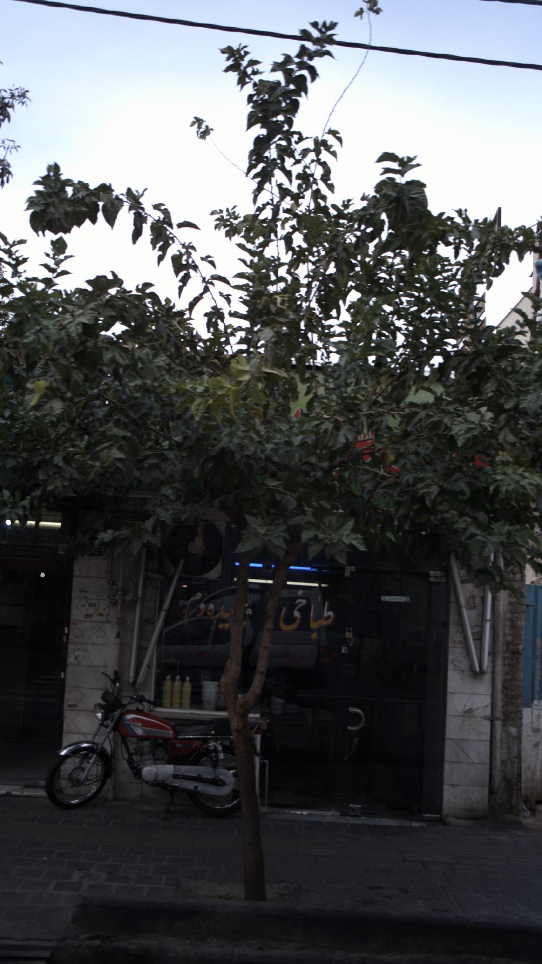 طباخی سپیده دم