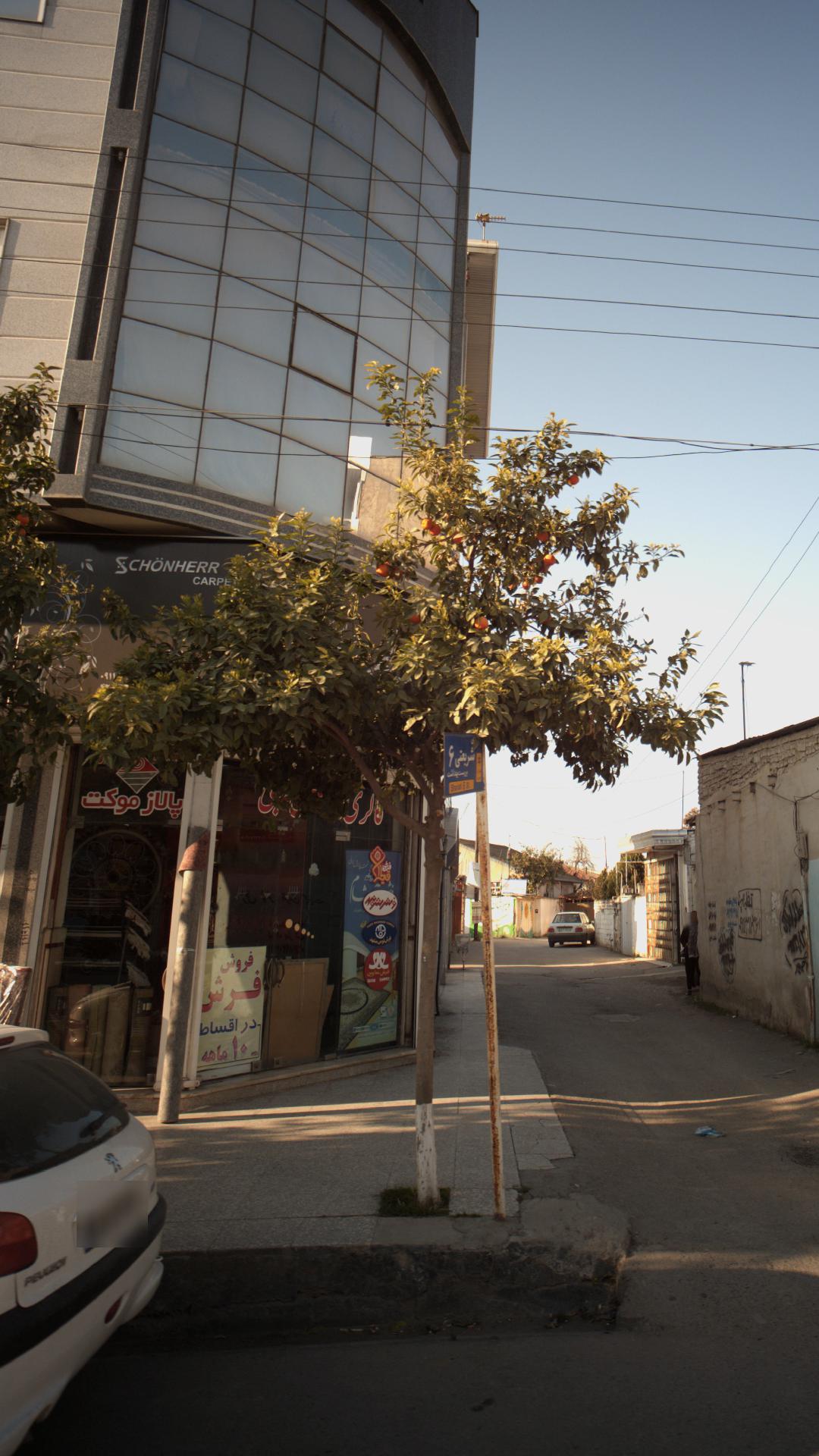 گالری فرش نقیبی