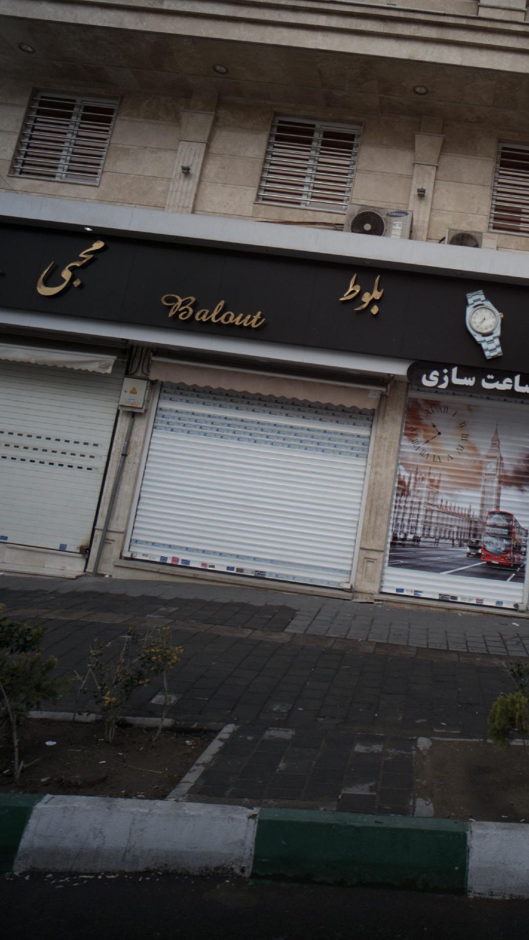 بلوط