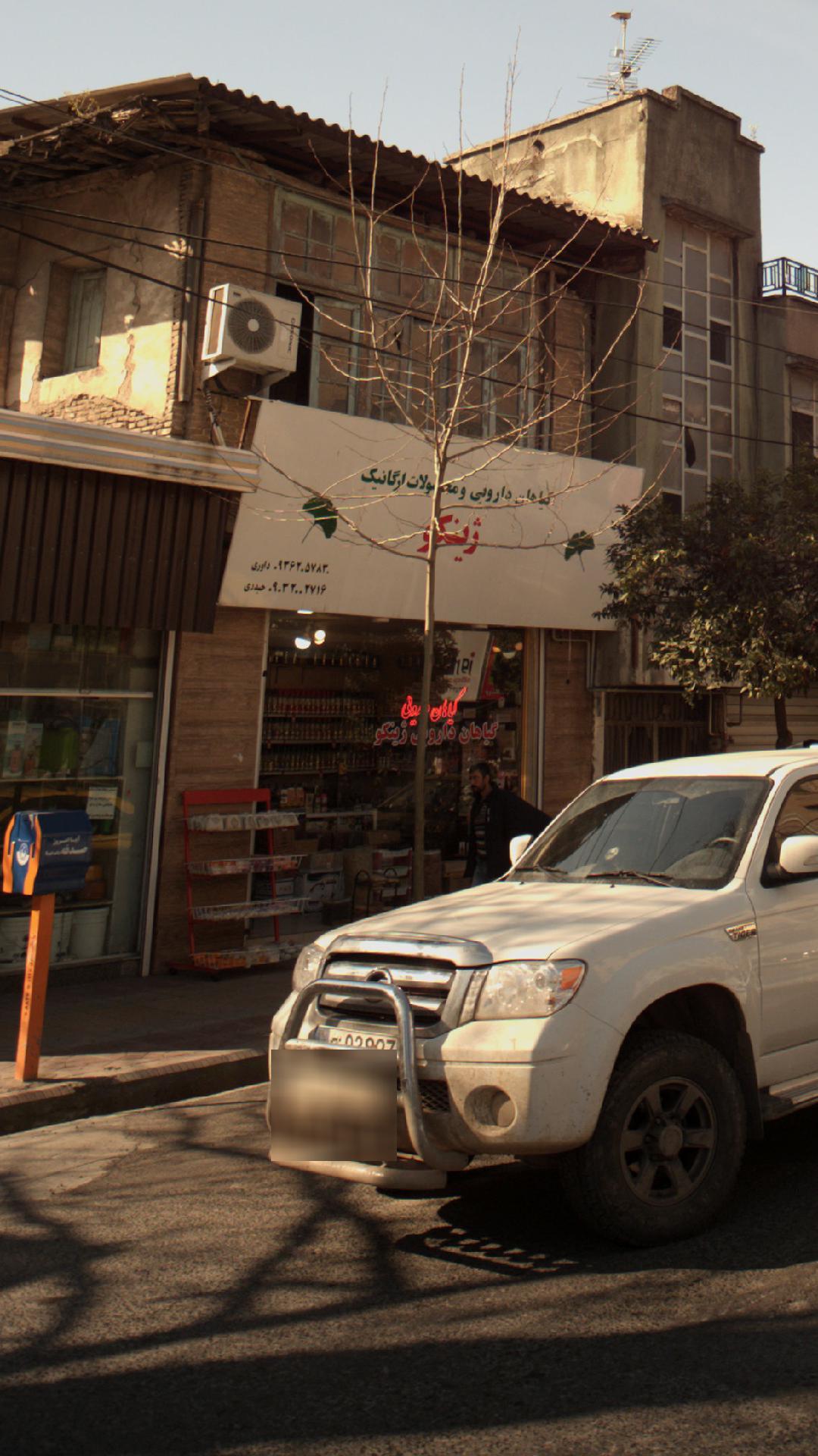 گیاهان دارویی ژینکو