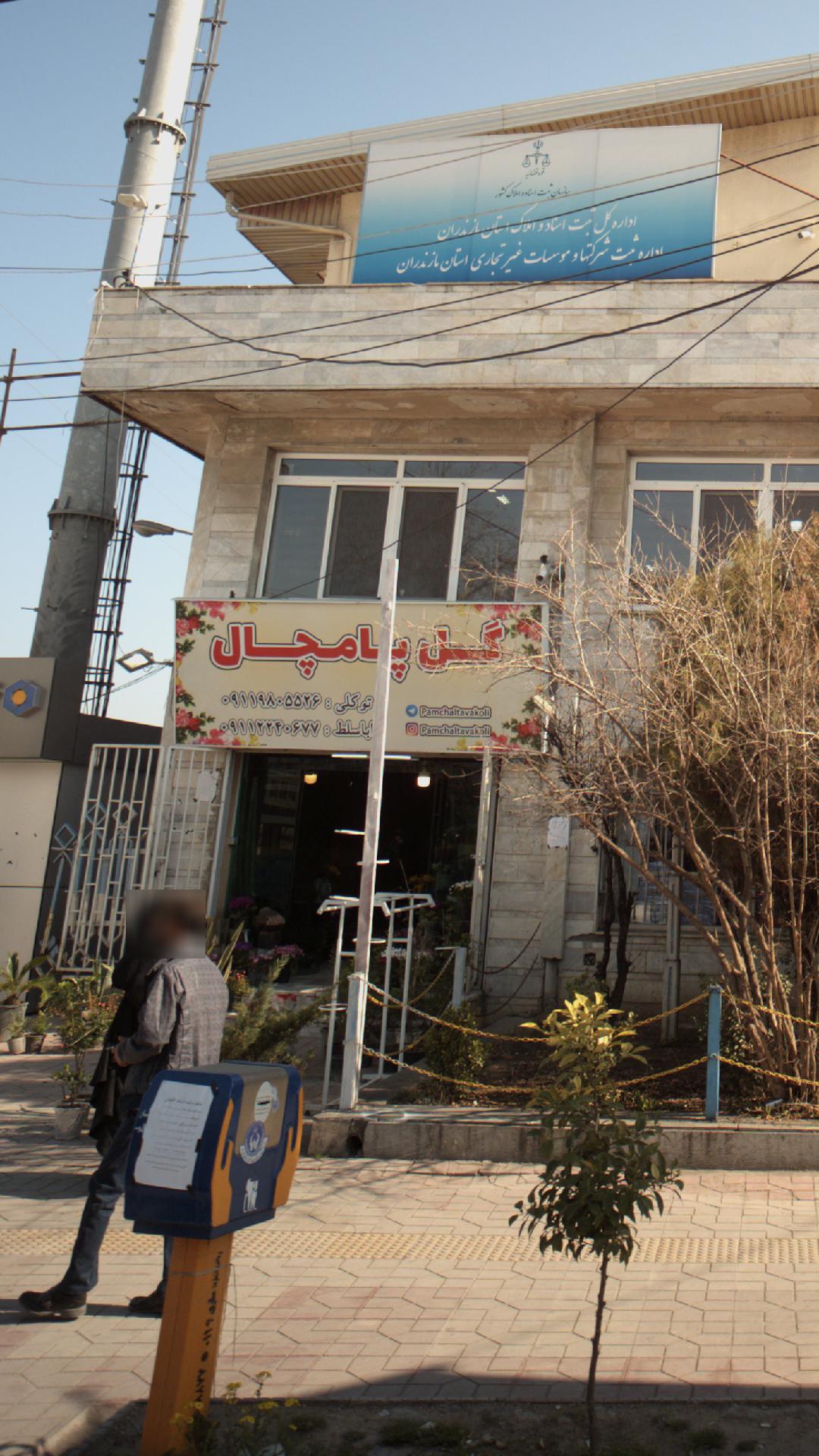 گل پامچال