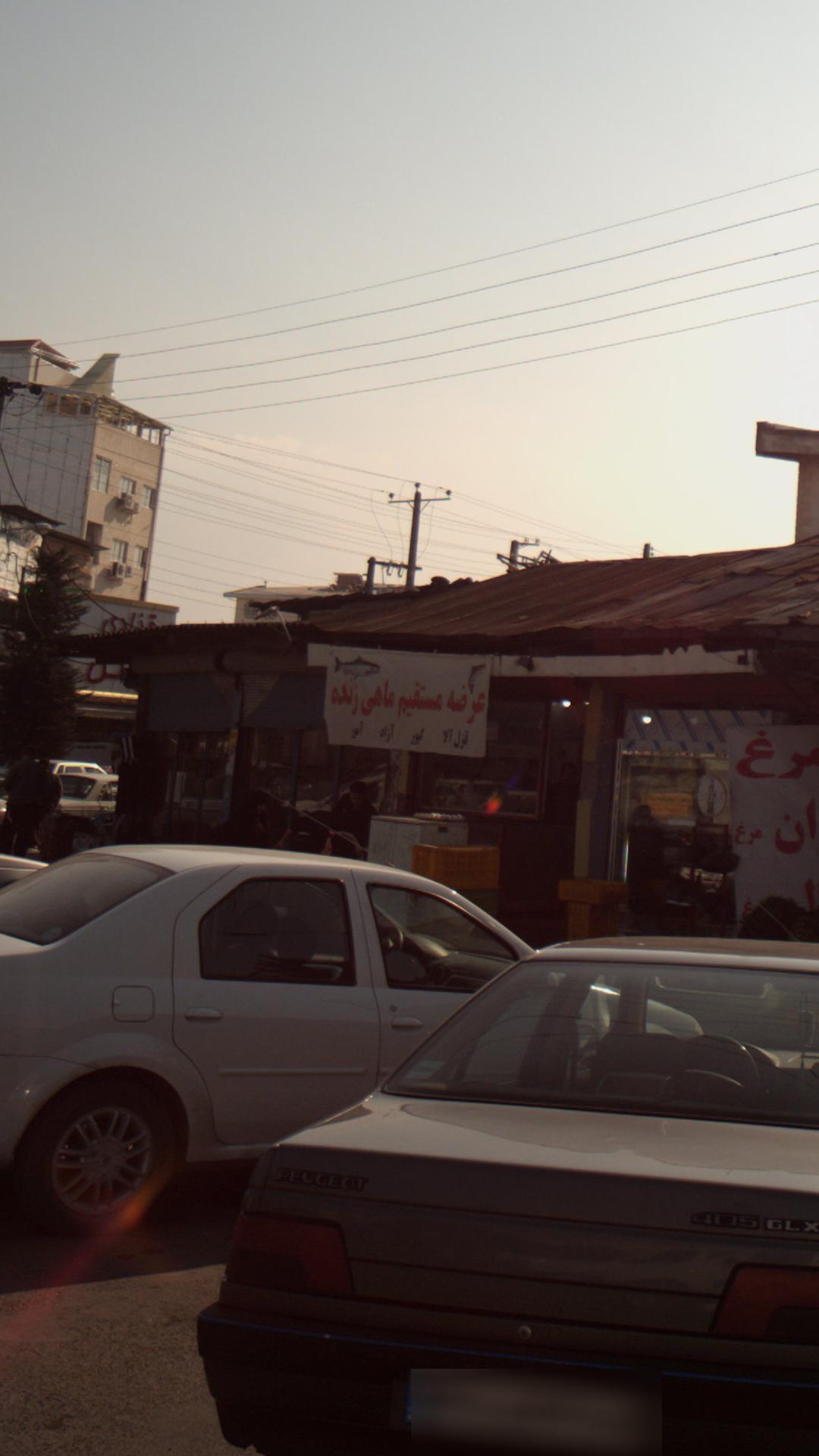 عرضه مستقیم ماهی زنده