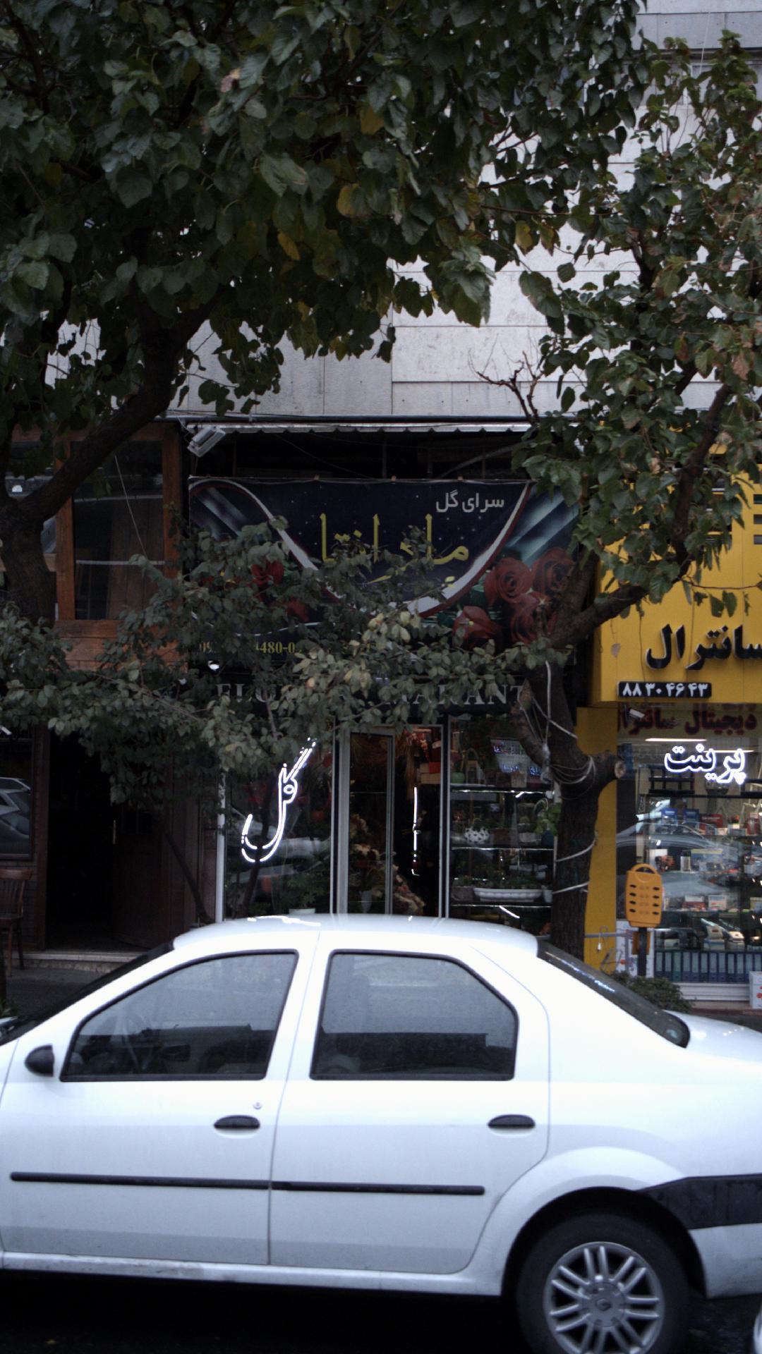 سرای گل مارانتا