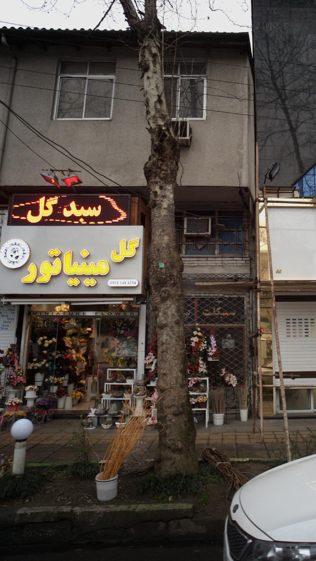 گل مینیاتور